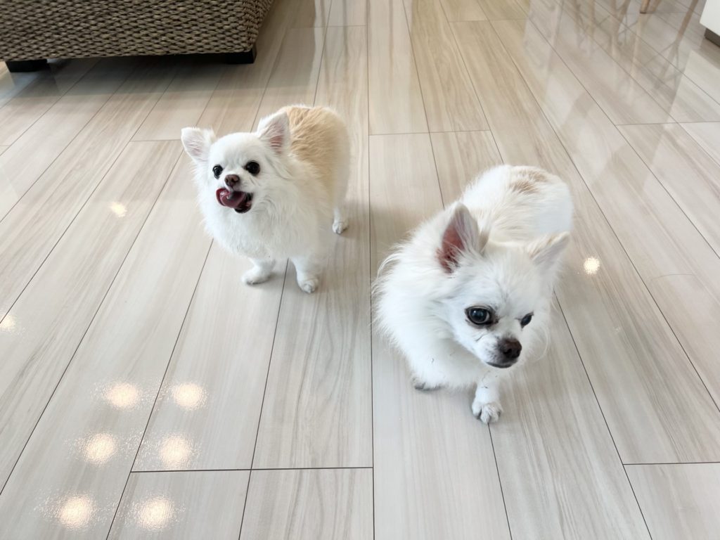 千葉県大網白里市 K様邸 No.3442のフロアコーティング施工事例