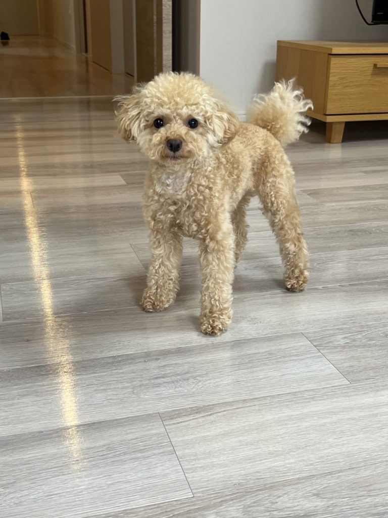 広島県広島市 T様邸 No.3507のフロアコーティング施工事例