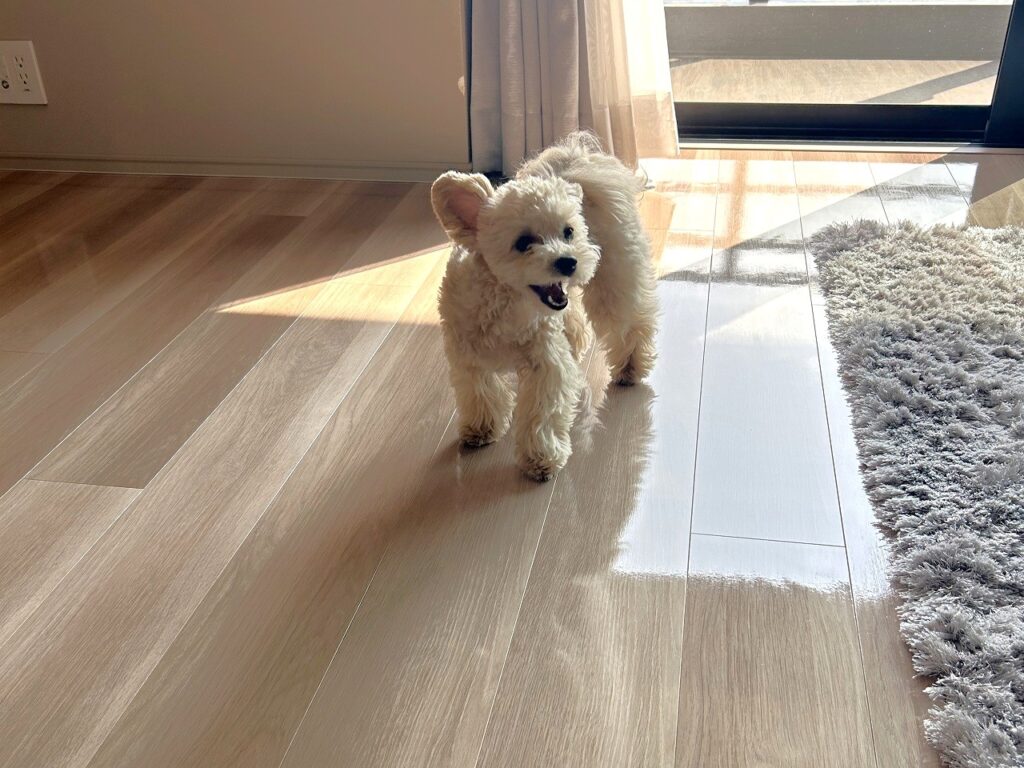 東京都目黒区 Y様邸 No.3700のフロアコーティング施工事例