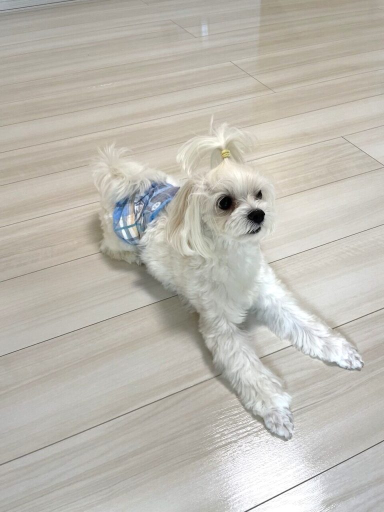 東京都足立区 Y様邸 No.3692のフロアコーティング施工事例