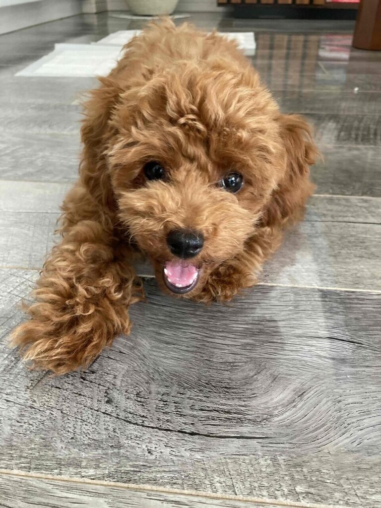 神奈川県逗子市 M様邸 No.3689のフロアコーティング施工事例