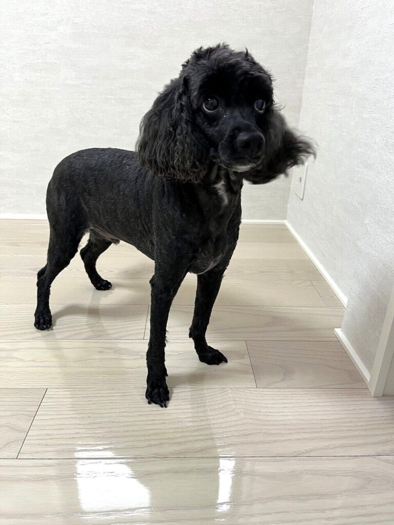 大阪府堺市 O様邸 No.3683のフロアコーティング施工事例