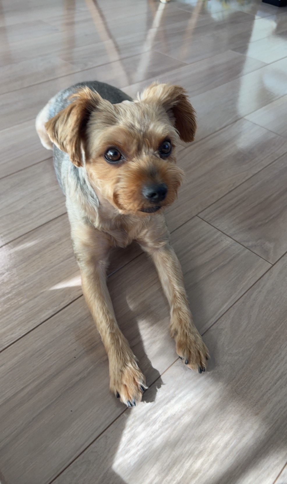 神奈川県川崎市 T様邸 No.3714 6 【エルちゃん】神奈川県川崎市 T様邸 250830