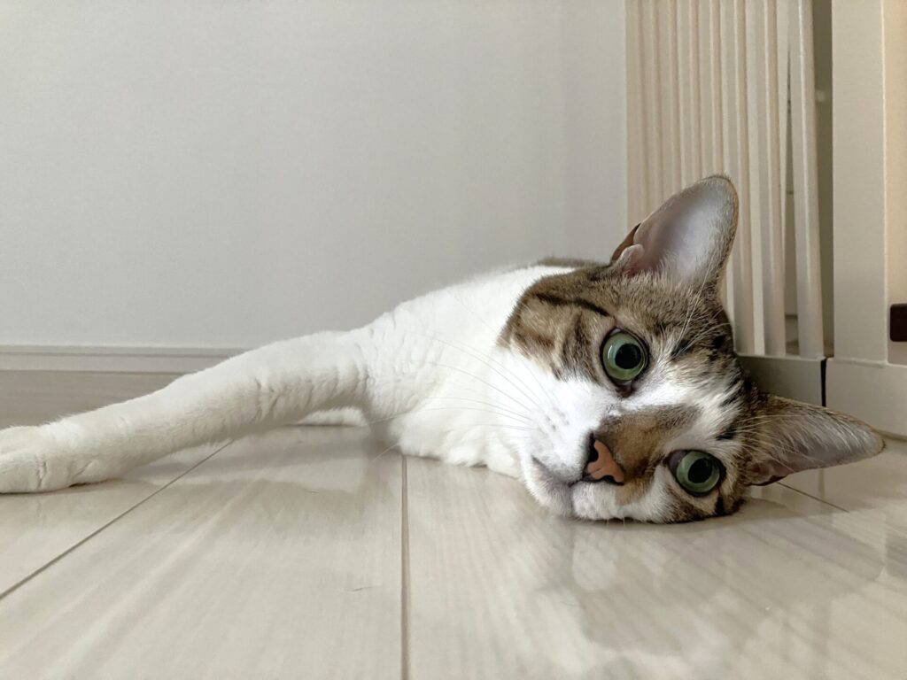 山口県 H様邸 No.3741のフロアコーティング施工事例