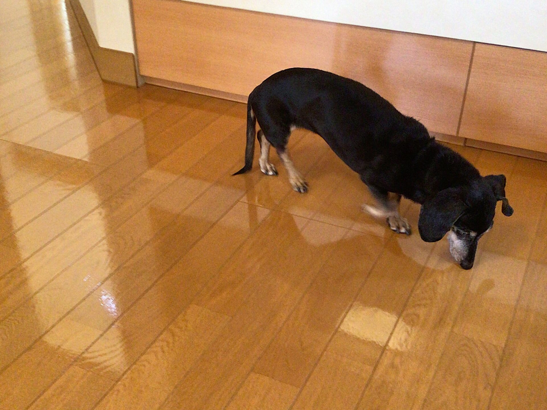 【ワンちゃん②】静岡県浜松市 K様邸 250909