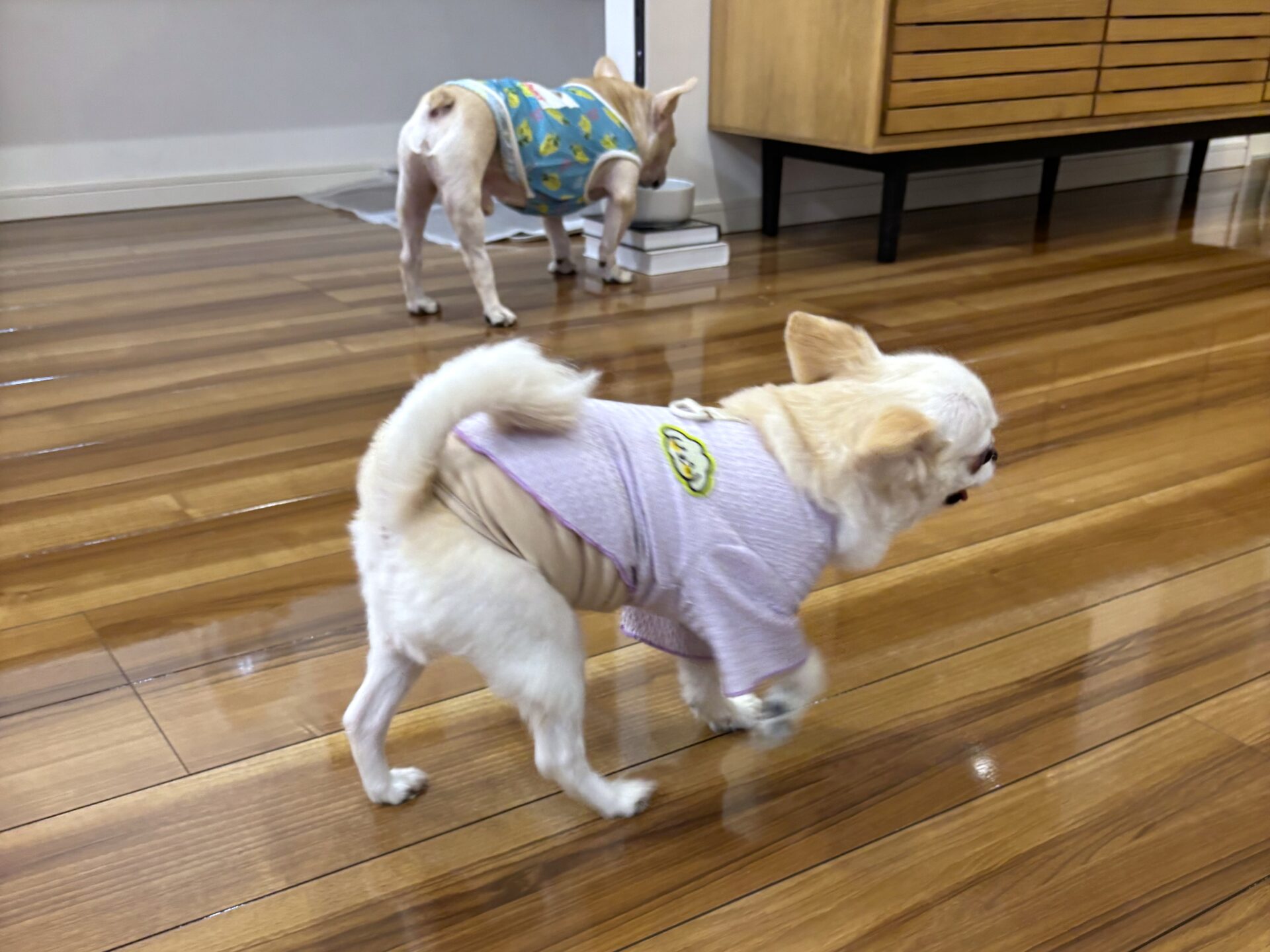 【ワンちゃん③】岐阜県各務原市 K様邸 250915