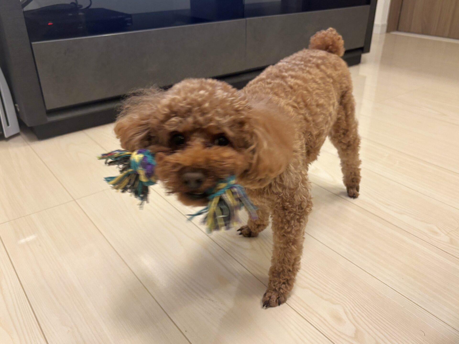 【あんちゃん③】東京都練馬区 K様邸 250802