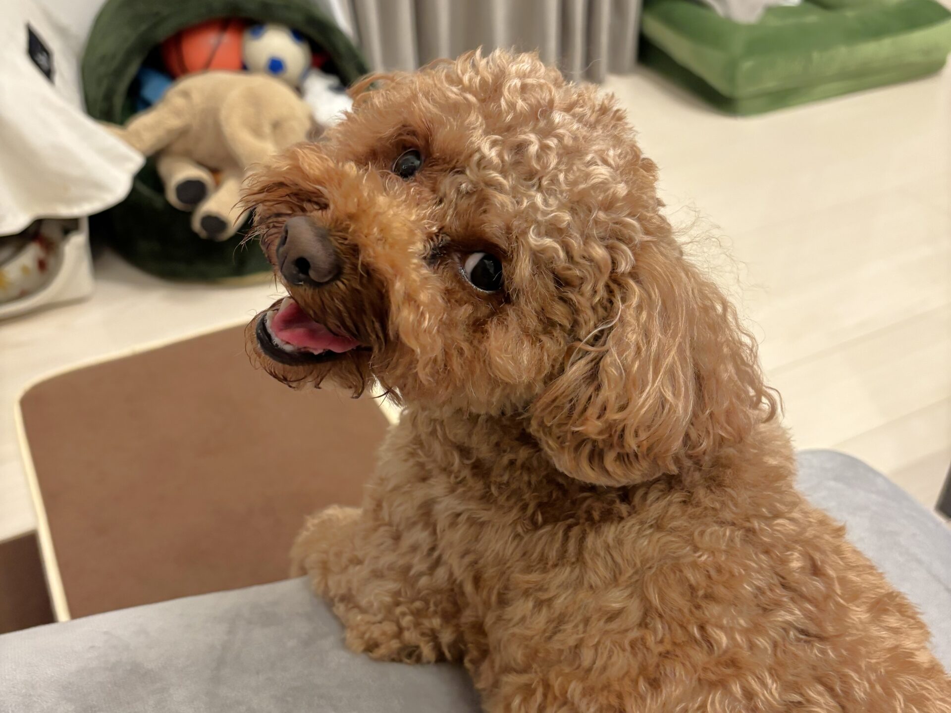 【あんちゃん④】東京都練馬区 K様邸 250802