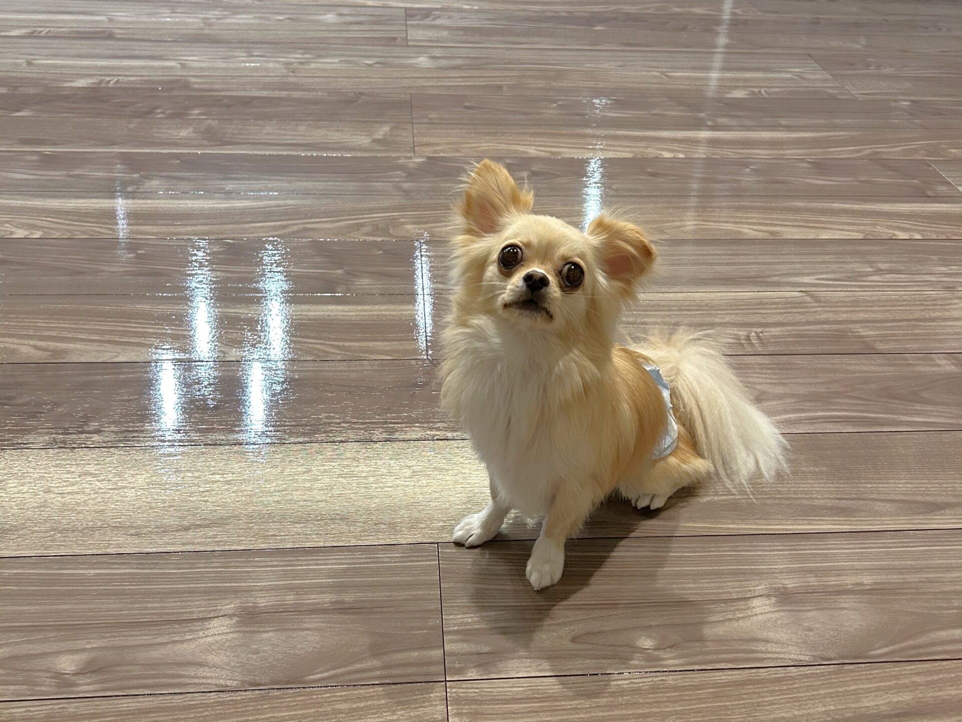 愛知県春日井市 S様邸 No.3780 24 【いなりくん②】愛知県春日井市 S様邸 251101