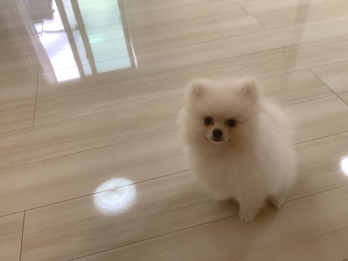 【ぷぅちゃん①】北海道小樽市 Y様邸 251106