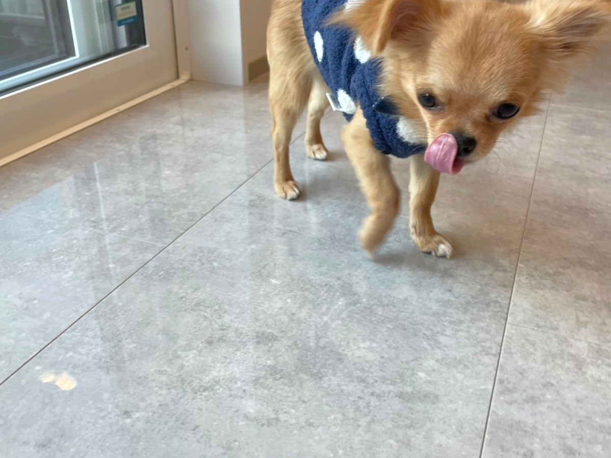 【マロンちゃん③】群馬県桐生市 K様邸 251103