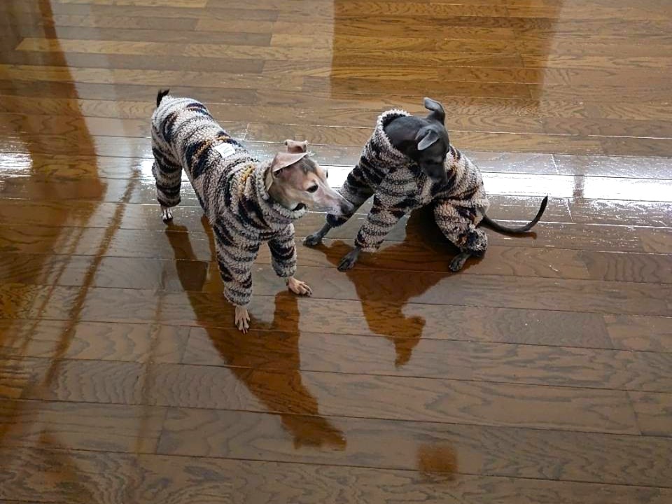 【ワンちゃん②】東京都多摩市 K様邸 251206 1