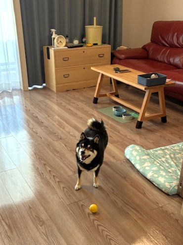 東京都板橋区 I様邸 No.3829 19 あずきくん①