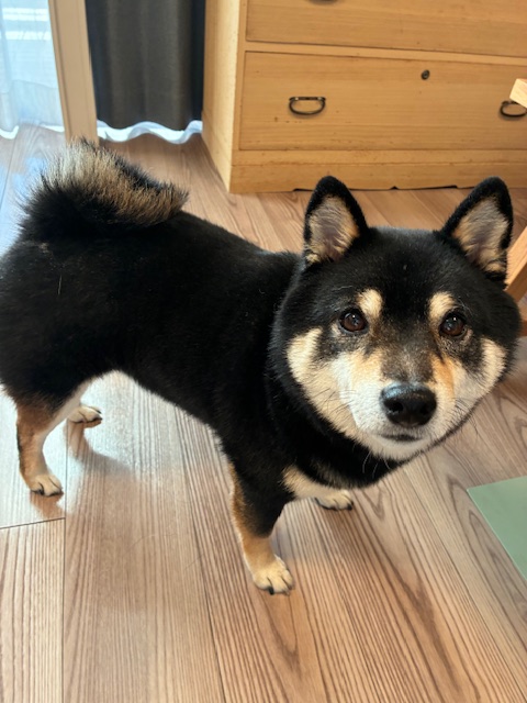 東京都板橋区 I様邸 No.3829のフロアコーティング施工事例