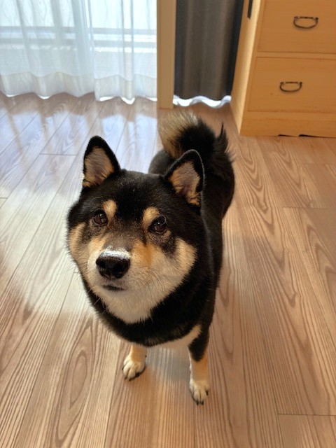 東京都板橋区 I様邸 No.3829 21 あずきくん③