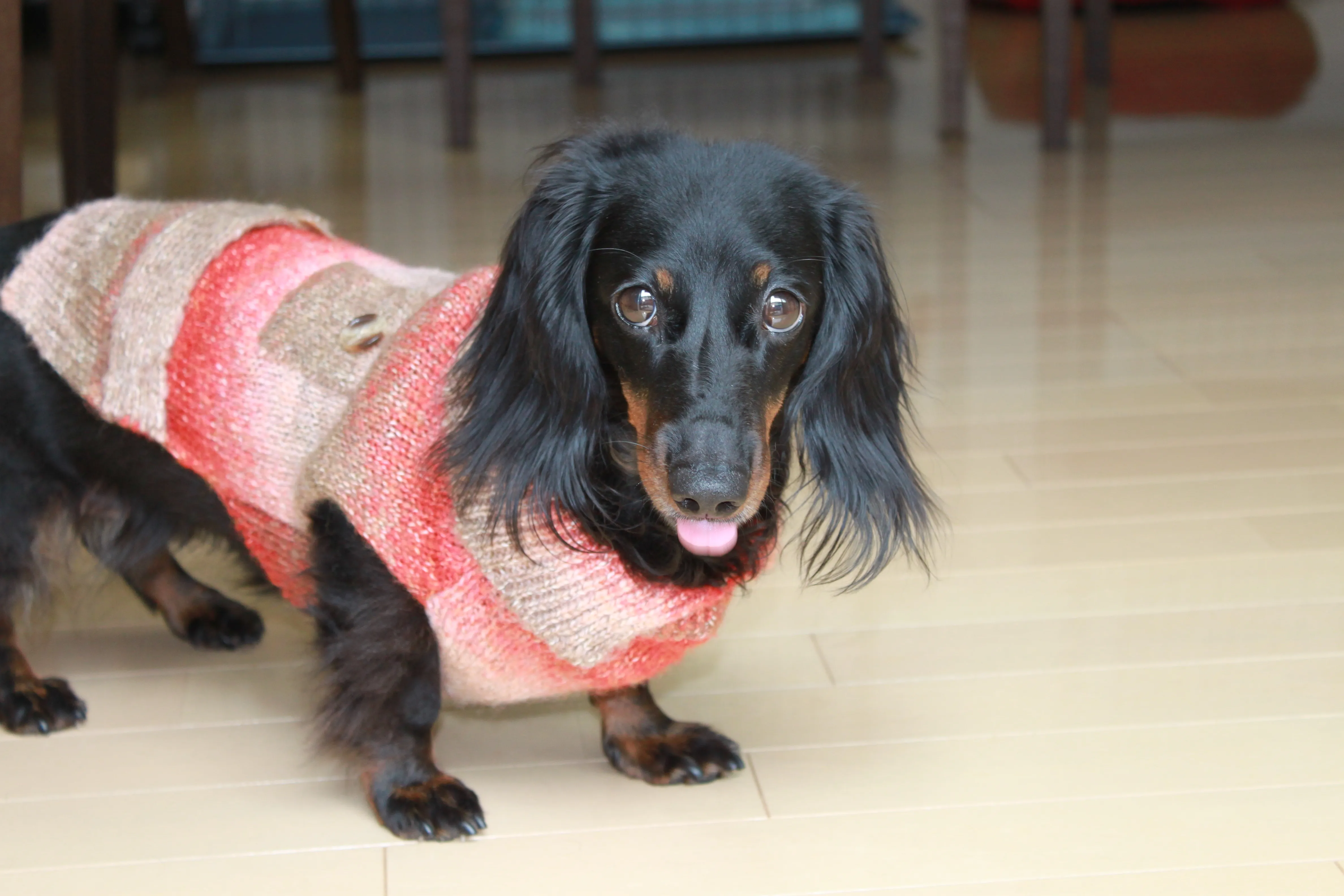 施工後16年が経過した社長自宅の愛犬とフロアコーティングの様子