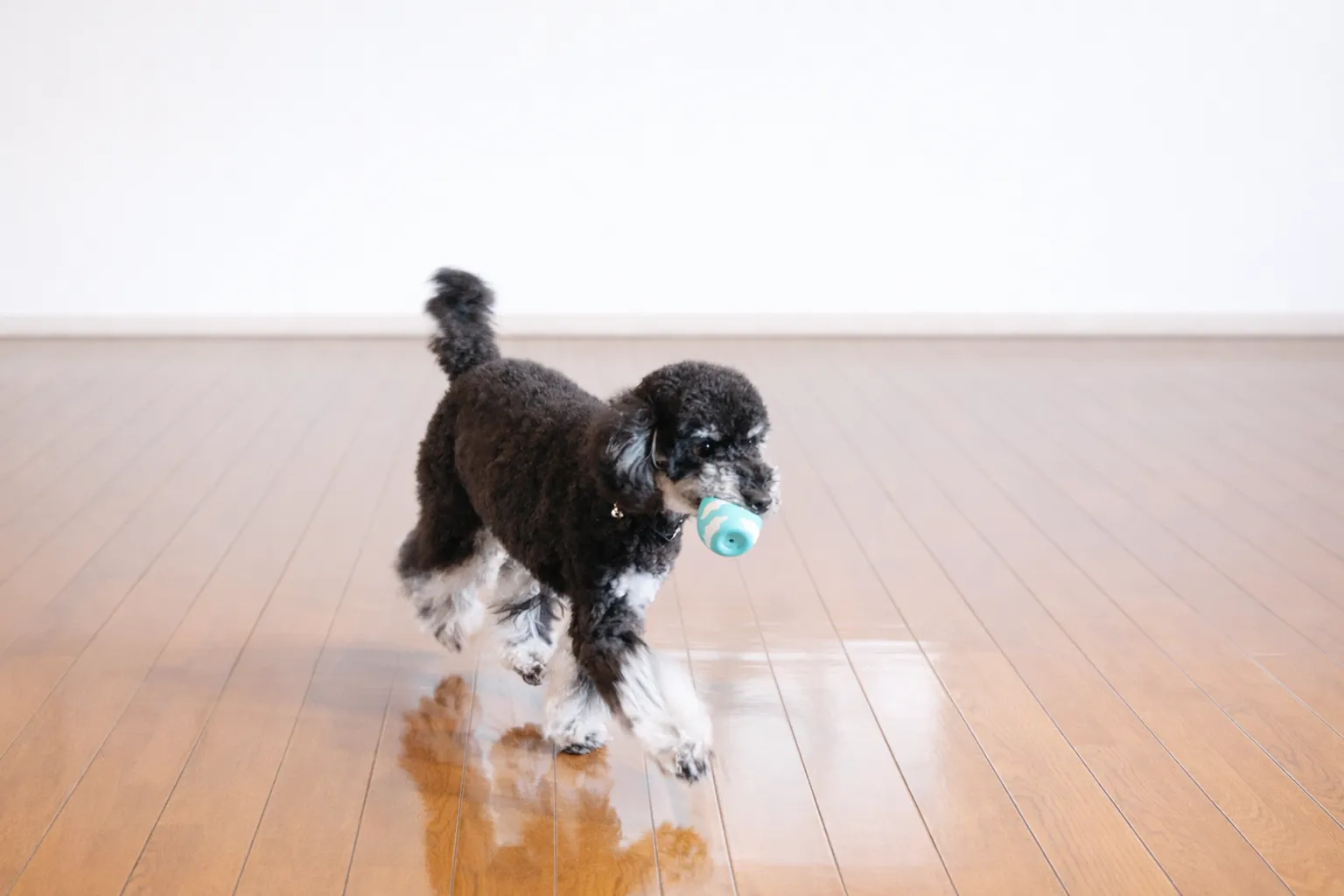 ペット（犬や猫）の滑り対策と安全な床環境