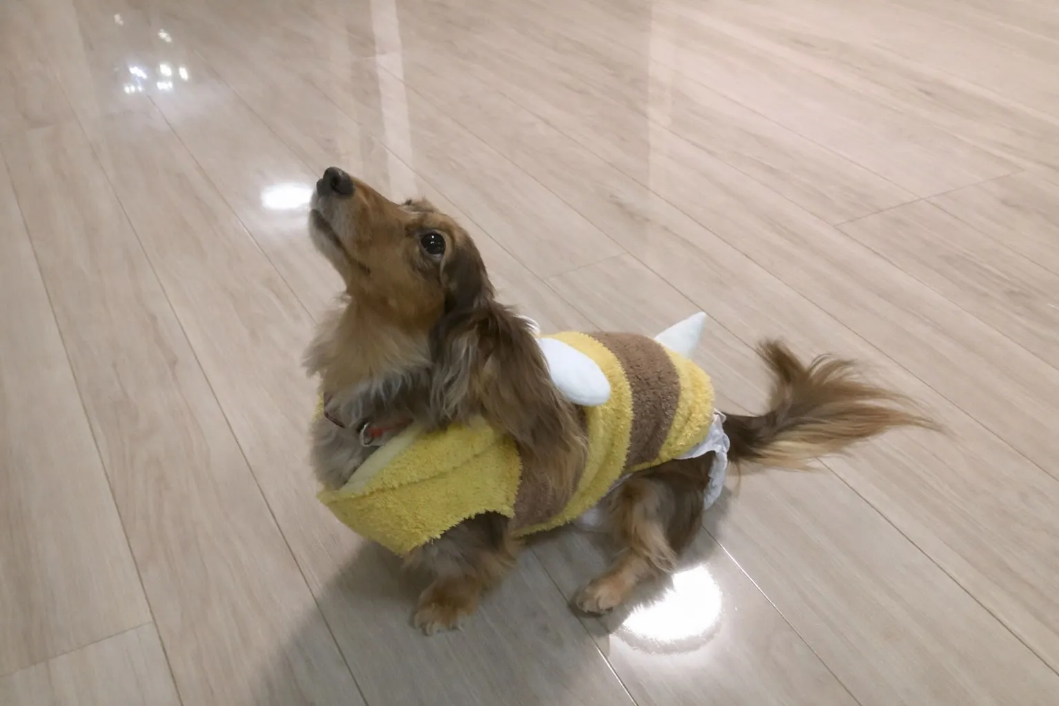 ペットや子供と過ごすリビングの床環境