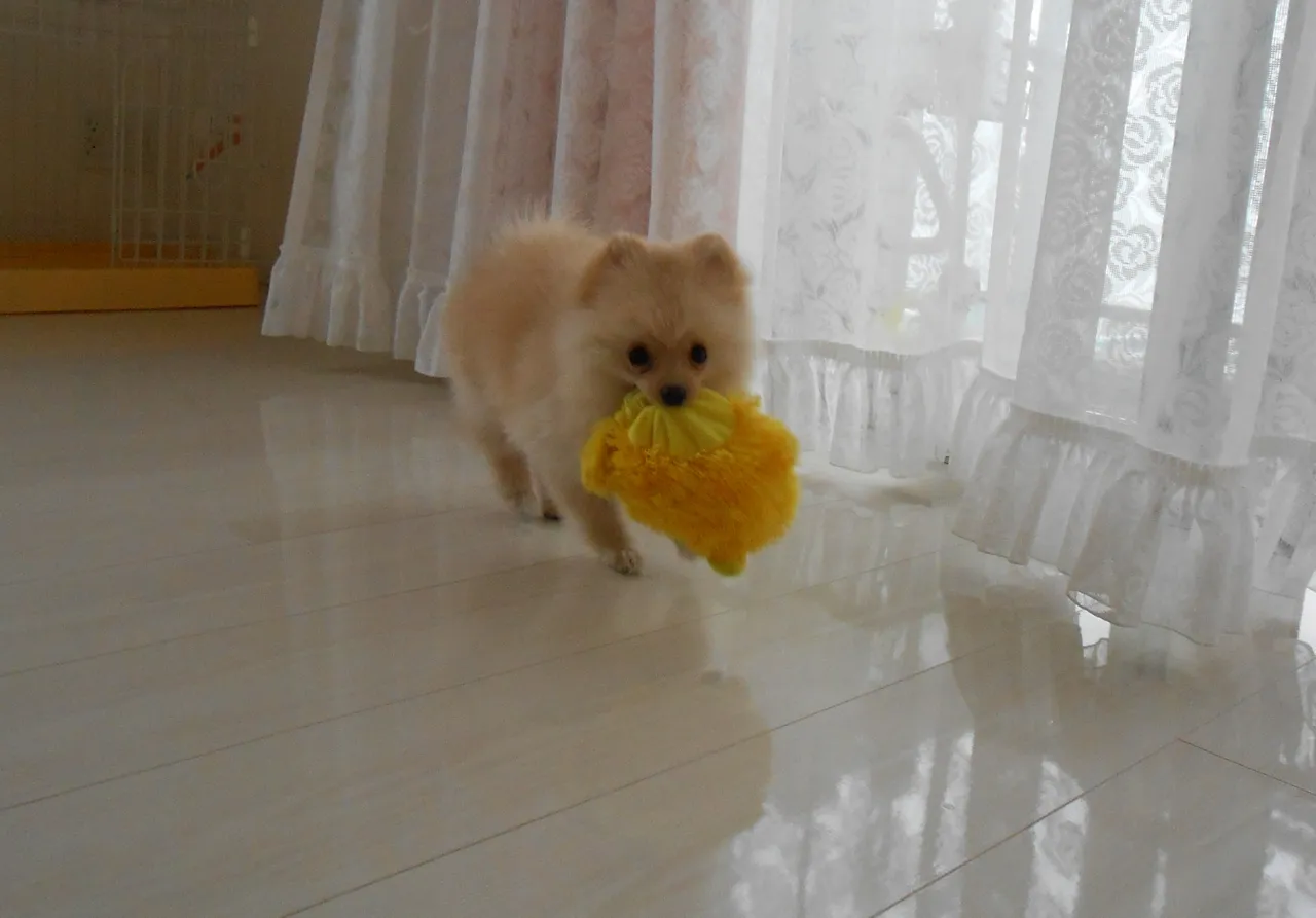 フロアコーティングのメリットとデメリットを比較する