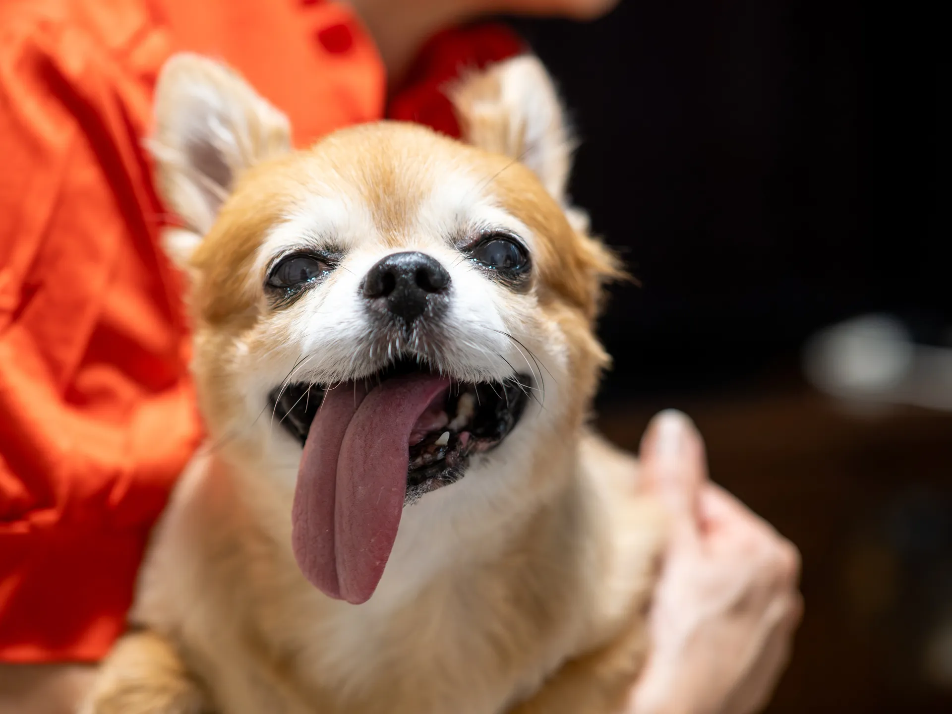 奥様の抱っこが大好きなララちゃん。ベロがとってもチャーミング。
