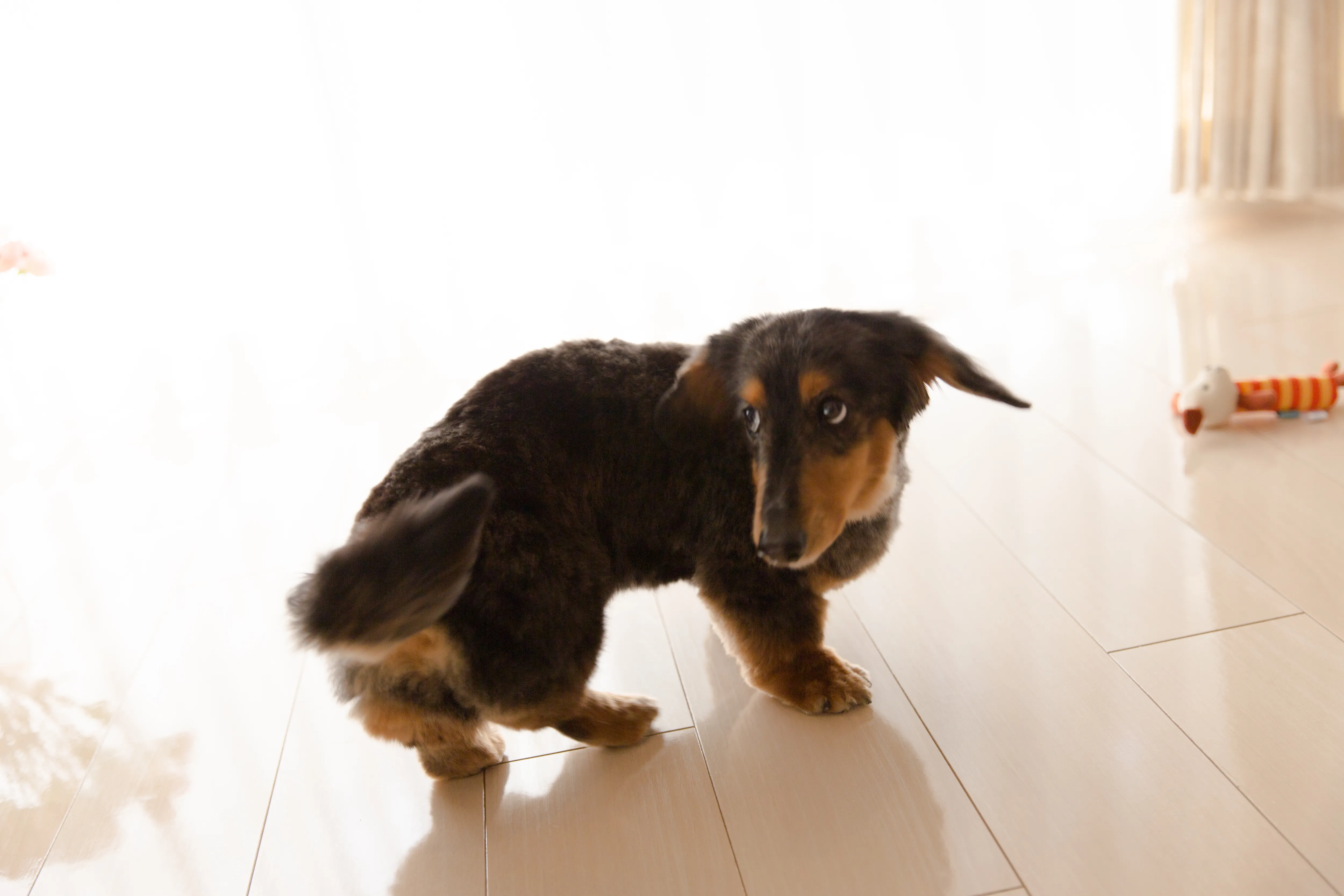 フローリングでくつろぐ愛犬と床コーティングの仕上がり